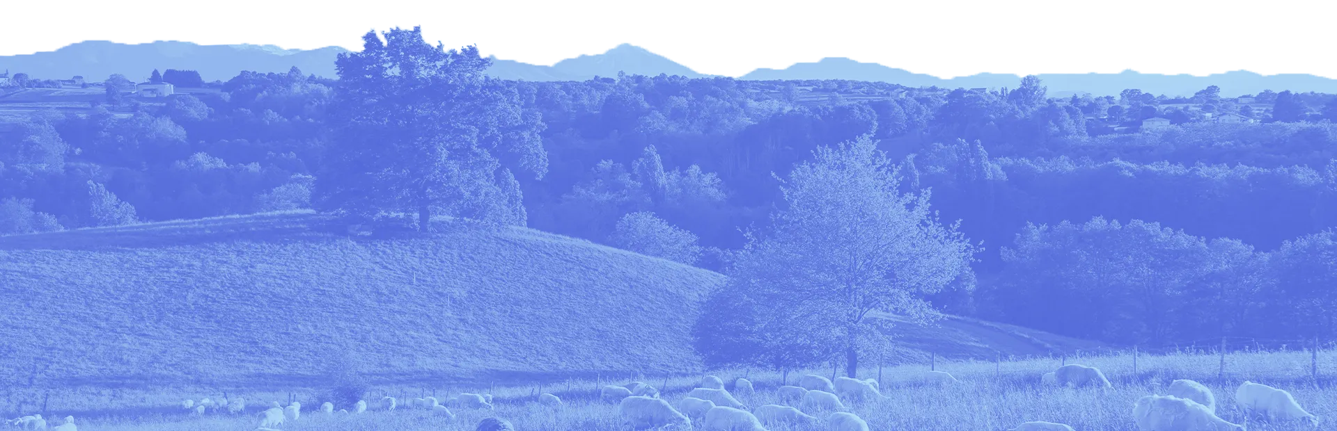 homepage
