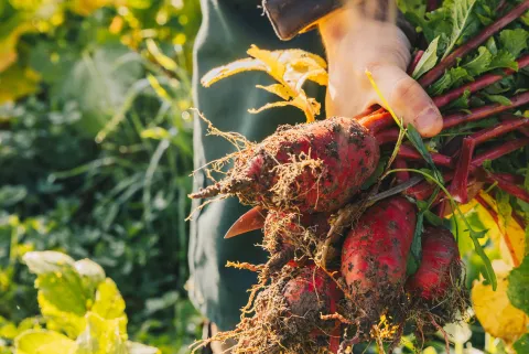 plan alimentaire